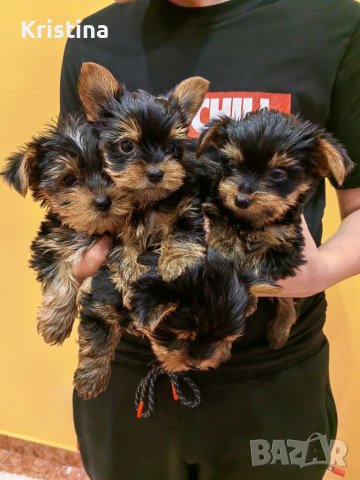 Йорки йоркширски териер, снимка 13 - Йоркширски териер - 39758358