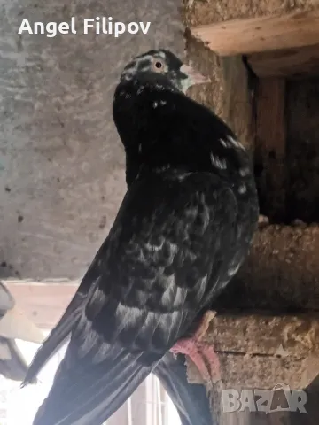 пазарджишки високолетци , снимка 18 - Гълъби - 46485896