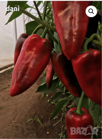 Продавам разсад домати краставици пипер ягоди тиквички и др, снимка 7 - Градински цветя и растения - 39794844