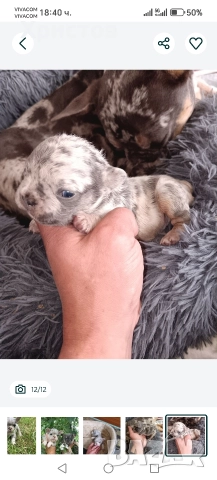 френски булдог бебета, снимка 8 - Френски булдог - 52585927