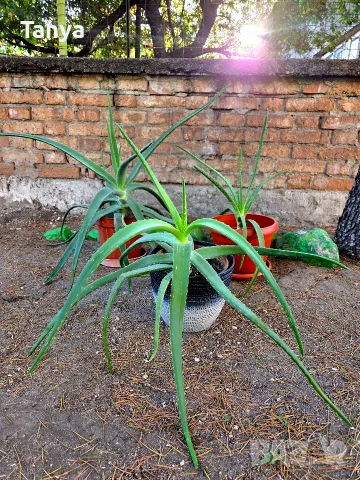 Алое вера (Aloe barbadensis Miller)