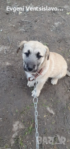 подарявам кученца, снимка 3 - Други - 53853367