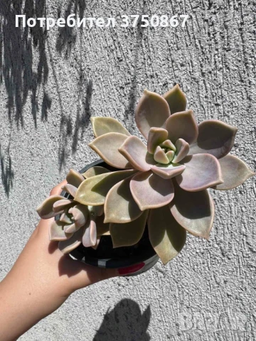 Сукулент Graptopetalum paraguayense (Седеф, Каменна роза, Призрачно растение, Майка на перлите)