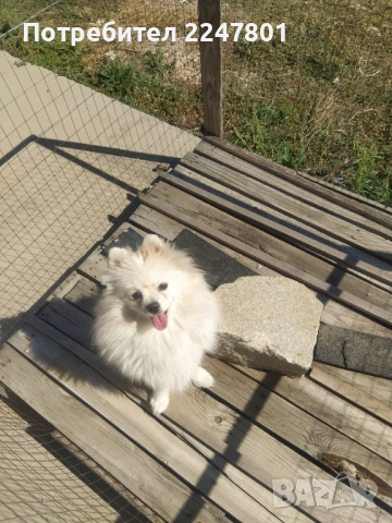Померан , снимка 2 - Померан - 51823060