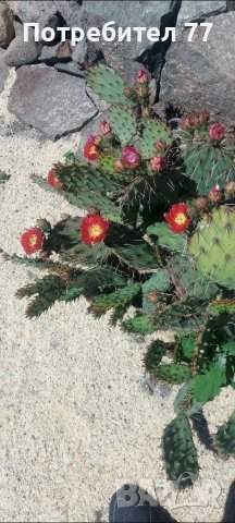 Няколко вида студоустойчиви кактуси и сукуленти