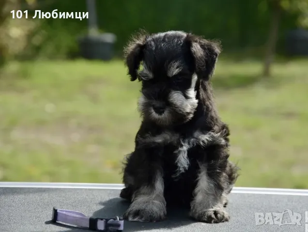Цверг Шнауцери черно сребро, снимка 5 - Други - 47450767