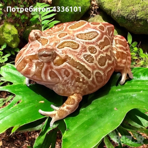 Продавам жаба Pacman (Ceratophrys ornata) 🐸, снимка 1