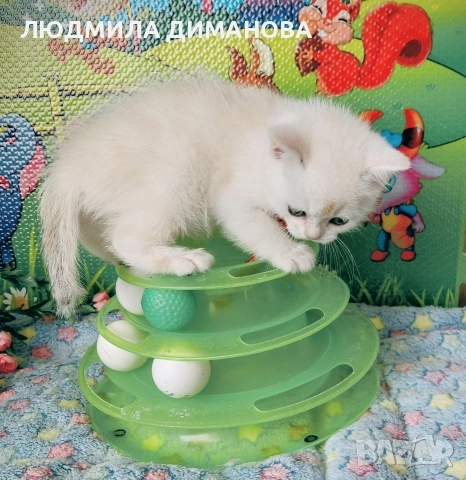 Шотландско мъжко. , снимка 8 - Британска късокосместа - 53768591