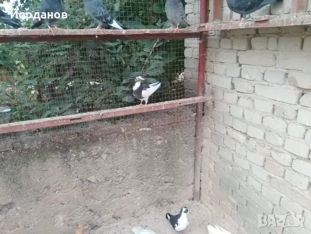 Пазарджишки гълъби, снимка 7 - Гълъби - 56171373