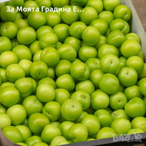 Слива - Папаз