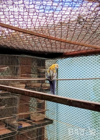 Жълтоглава розела !, снимка 4 - Папагали - 53406872