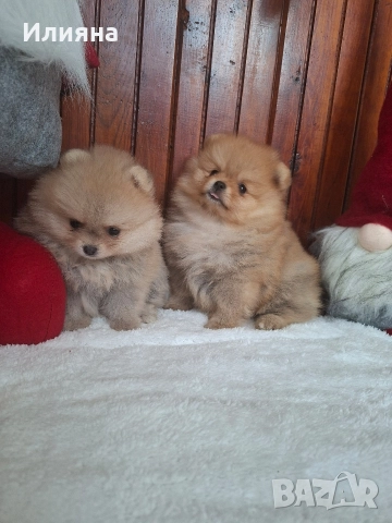 померан женски 