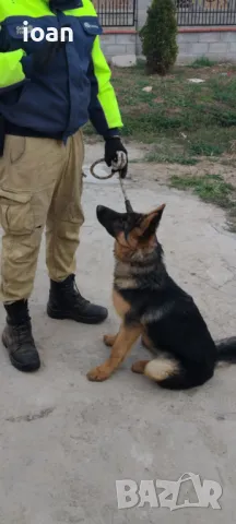 Хотел и обучение на Кучета , снимка 4 - Други - 47688790