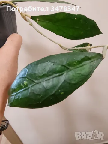 Хоя Clemensiorum, снимка 1