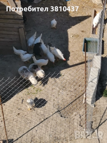 продавам Бял легхорн Ярки, снимка 3 - Кокошки и пуйки - 52951334
