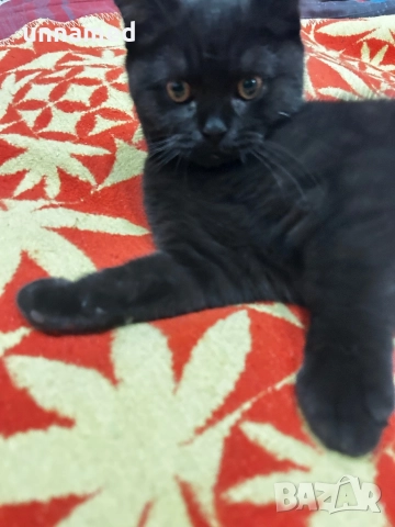 Мъжко британско котенце