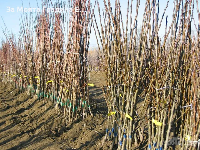 Бадем студоустойчив , снимка 6 - Градински цветя и растения - 49425555