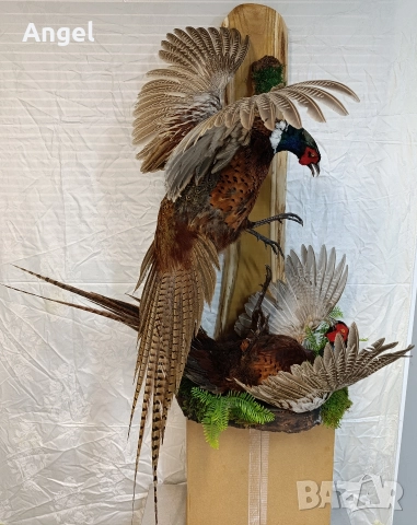 препарирани животни фазани и лисица , снимка 6 - Други стоки за дома - 52719535