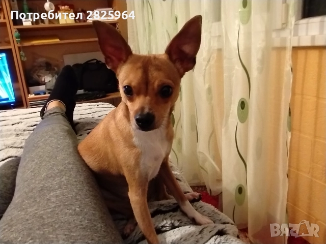 Сърнист пинчер на 1г. - мъжки, кастриран, снимка 3 - Пинчер - 52858061