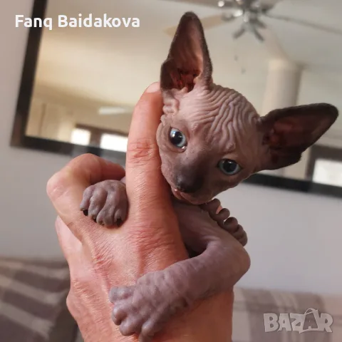 Котка порода сфинкс