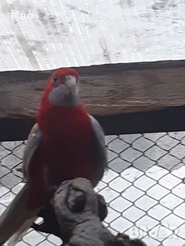 продавам ръчно хранени папагали пенантова розела , снимка 4 - Папагали - 48981368