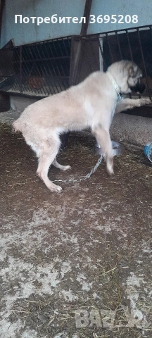 продавам куче на 4 месеца , снимка 5 - Други - 53406781