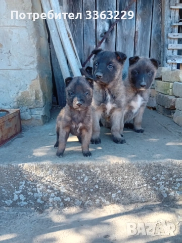 Продавам белгийски овчарки , снимка 8 - Белгийска овчарка - 53787310