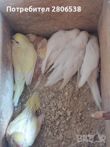 Папагали , снимка 4 - Папагали - 52761816