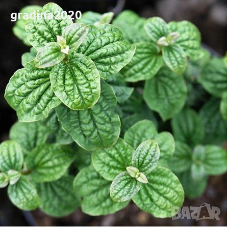 Дрян Компреса, снимка 5 - Градински цветя и растения - 42215024