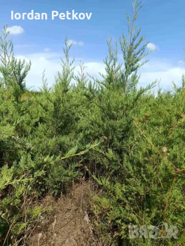 Лейланди, снимка 2 - Градински цветя и растения - 47283608