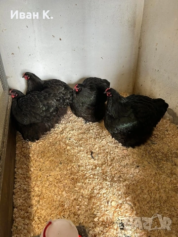 Продавам черен Орпингтон. , снимка 8 - Кокошки и пуйки - 53829349