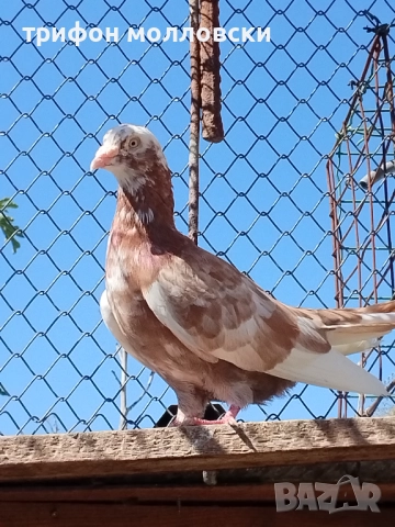 Гълъби на глас и въртене , снимка 2 - Гълъби - 51800997