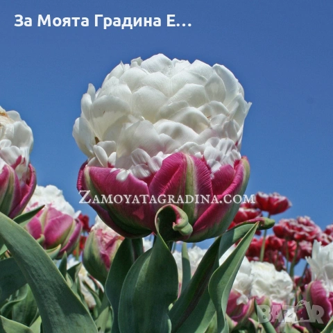 Сладоледено Лале 