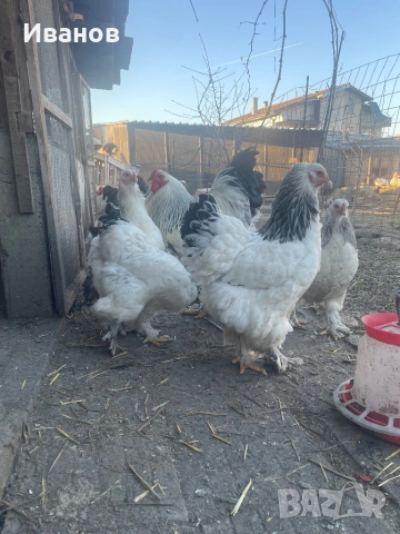 Петли и кокошки Брама, снимка 2 - Кокошки и пуйки - 53747586