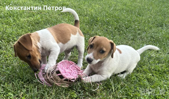 Джак Ръсел териер, снимка 3 - Джак ръсел териер - 55873228