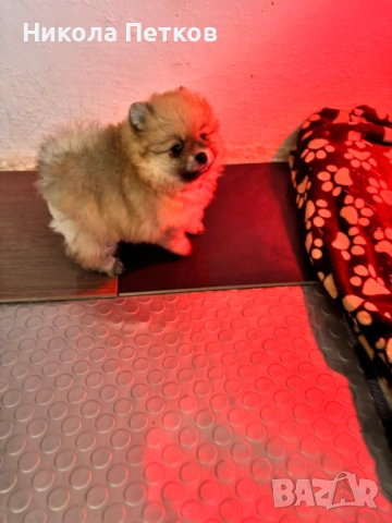 Померан , снимка 6 - Померан - 53155897
