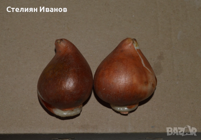 СОРТОВИ ЛАЛЕТА – ЛУКОВИЦИ - част 1, снимка 18 - Сортови семена и луковици - 52372815