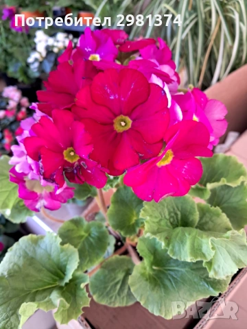 Примула(Стайна иглика), снимка 4 - Стайни растения - 53698710