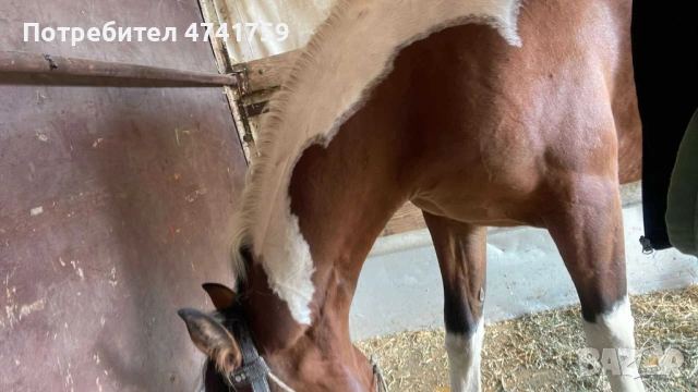 Кобила                            , снимка 3 - Коне - 53758930