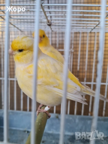Продавам канари фай фенси , снимка 10 - Канари - 53018067