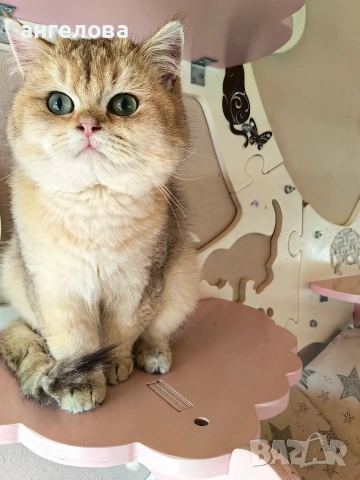 Златна чинчила , снимка 3 - Британска късокосместа - 53756622