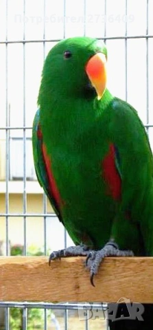 Благороден папагал Еклектус 