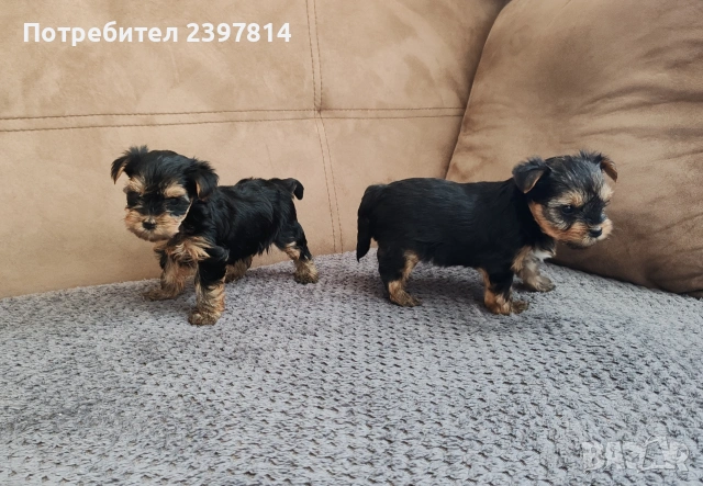 Йоркширски териер , снимка 9 - Йоркширски териер - 53610267