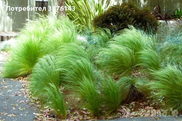 Стипа , снимка 3 - Градински цветя и растения - 52691770