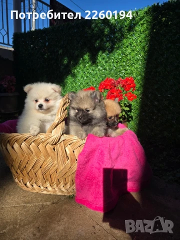 померан Померанче , снимка 1