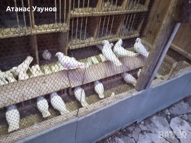 Пазарджишки бяли, снимка 16 - Гълъби - 52907065