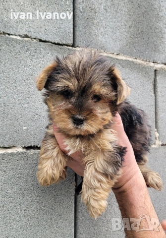 Йоркширски териер мини-мерле!!!, снимка 2 - Йоркширски териер - 53060345