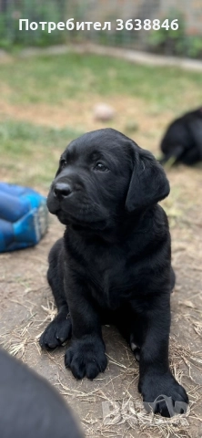 Лабрадор ретривър, снимка 3 - Лабрадор ретривър - 50688349