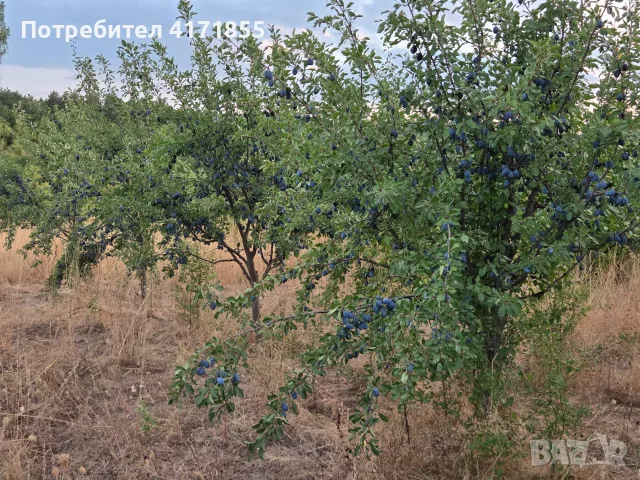 Сливи за ракия, компот и сушене, снимка 4 - Домашни продукти - 55805242