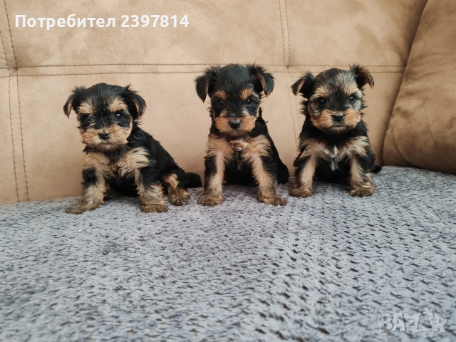 Йоркширски териер 